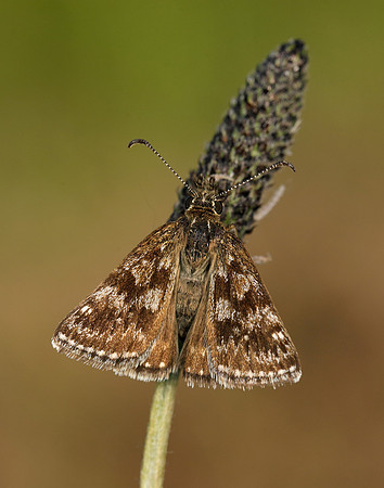Dingy Skipper Erynnis tages