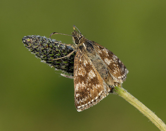 Dingy Skipper Erynnis tages