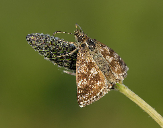 Dingy Skipper Erynnis tages