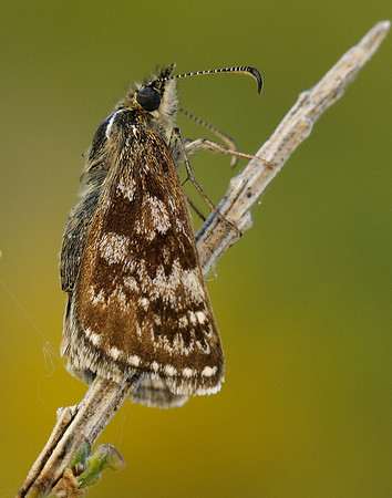 Dingy Skipper Erynnis tages