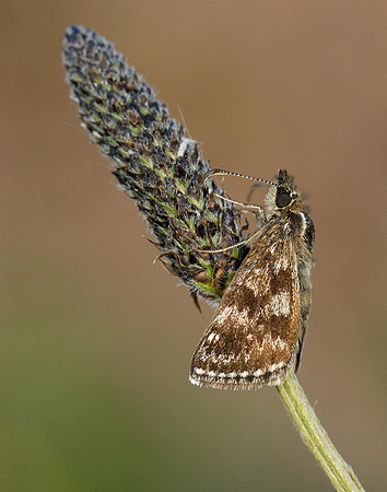Dingy Skipper Erynnis tages