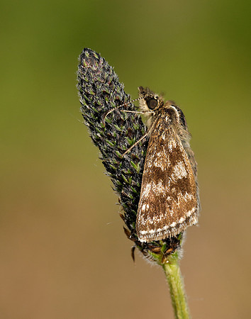 Dingy Skipper Erynnis tages
