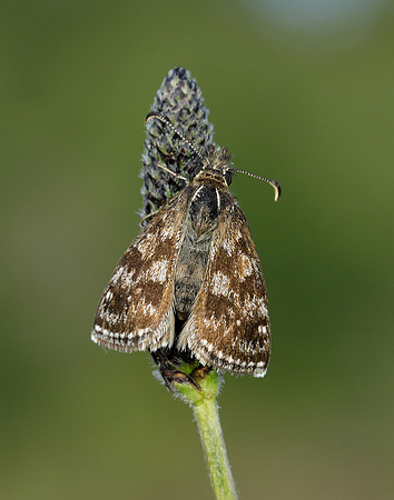Dingy Skipper Erynnis tages