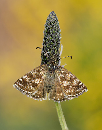 Dingy Skipper Erynnis tages