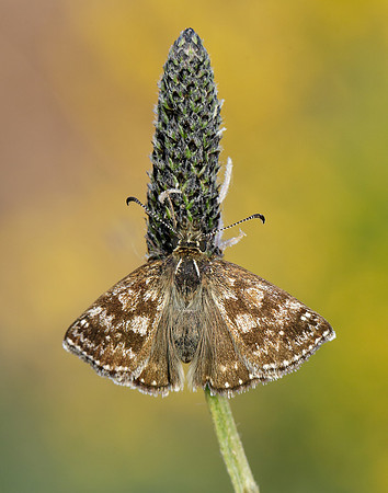Dingy Skipper Erynnis tages