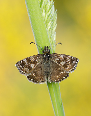 Dingy Skipper Erynnis tages