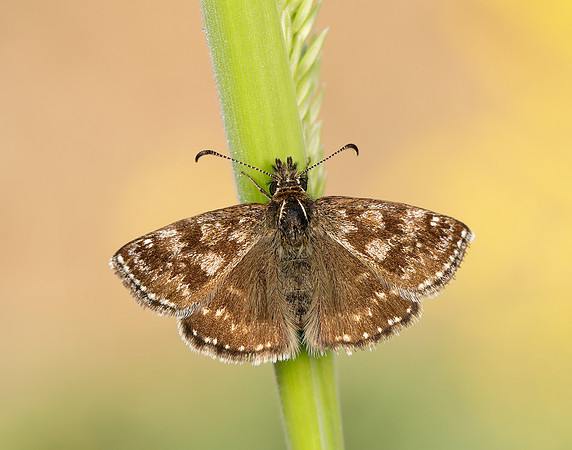 Dingy Skipper Erynnis tages