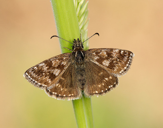 Dingy Skipper Erynnis tages