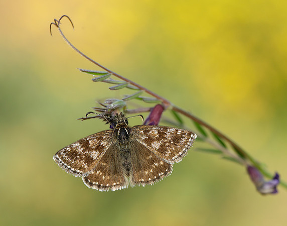 Dingy Skipper Erynnis tages