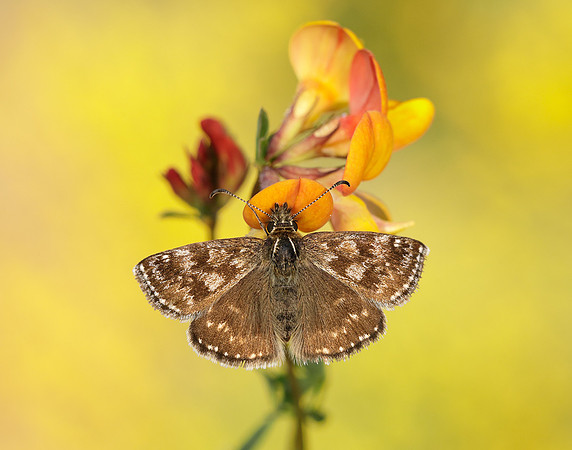 Dingy Skipper Erynnis tages