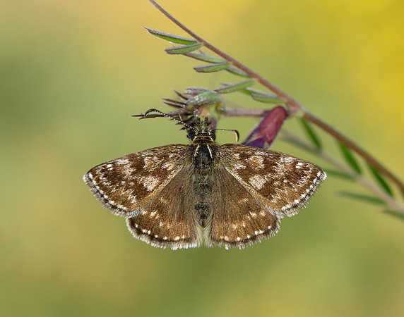 Dingy Skipper Erynnis tages
