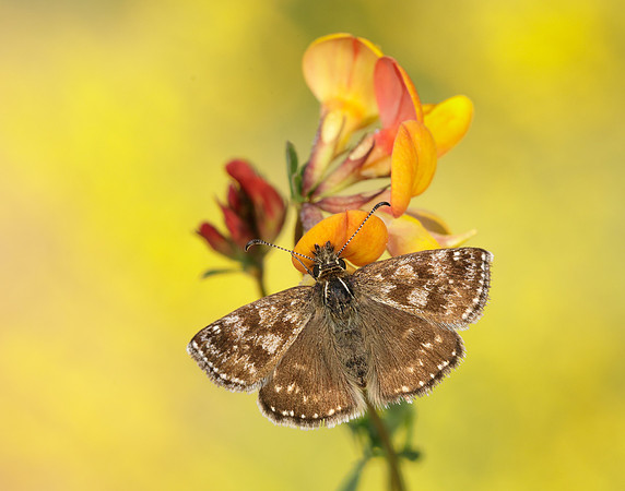 Dingy Skipper Erynnis tages