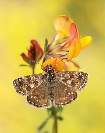 Dingy Skipper Erynnis tages