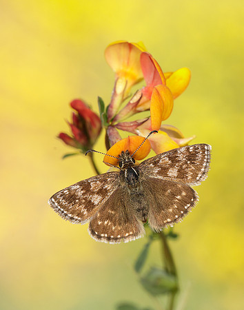 Dingy Skipper Erynnis tages