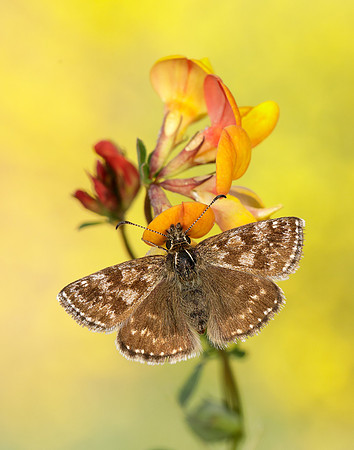 Dingy Skipper Erynnis tages