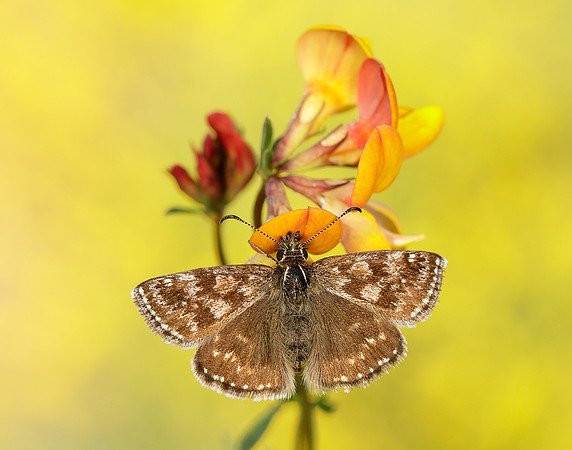 Dingy Skipper Erynnis tages
