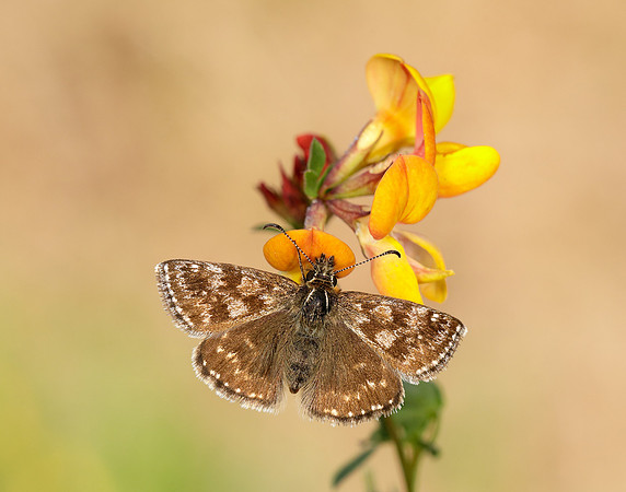 Dingy Skipper Erynnis tages