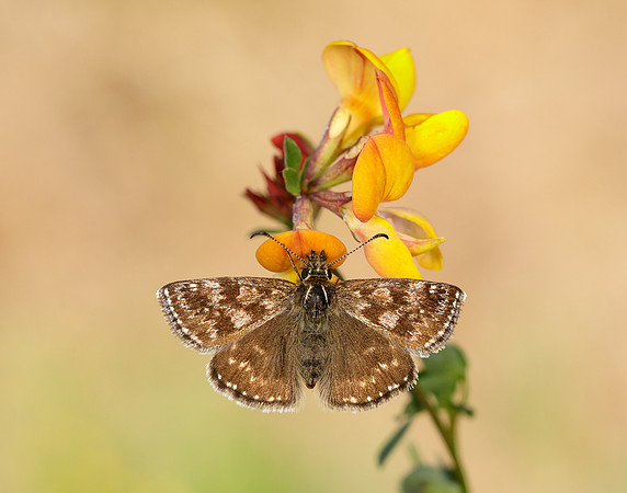 Dingy Skipper Erynnis tages