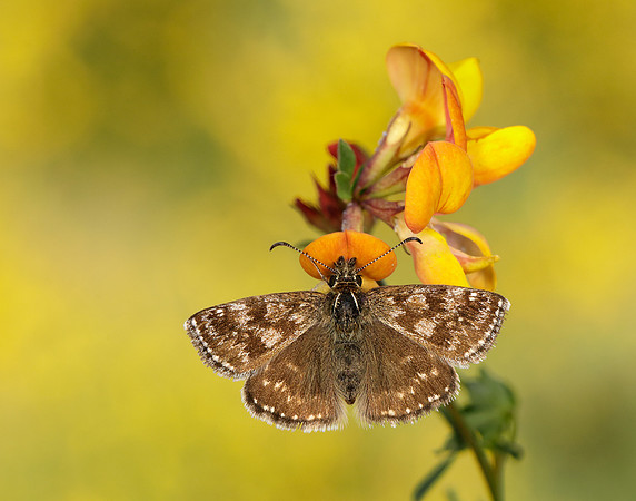 Dingy Skipper Erynnis tages