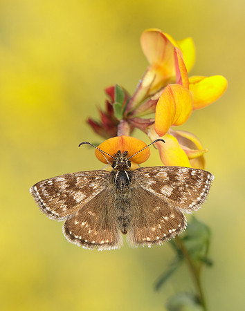 Dingy Skipper Erynnis tages