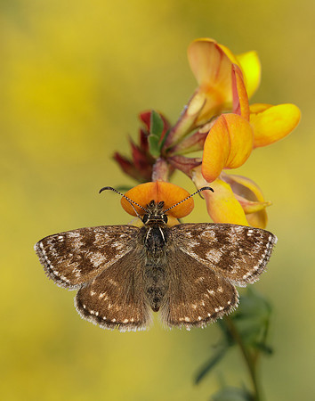 Dingy Skipper Erynnis tages