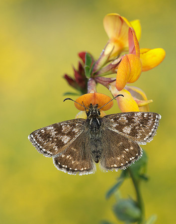 Dingy Skipper Erynnis tages