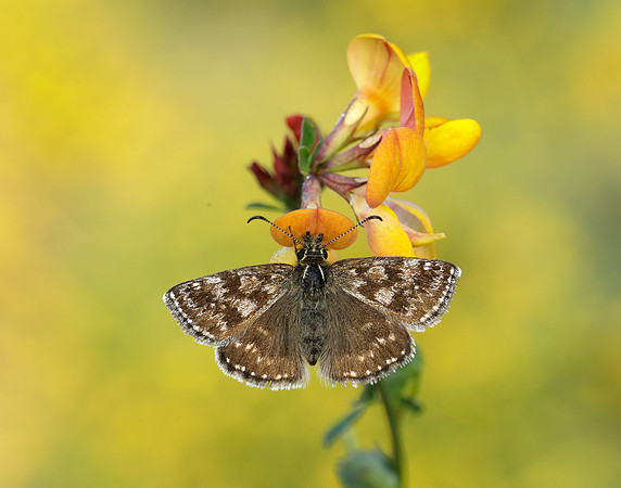 Dingy Skipper Erynnis tages