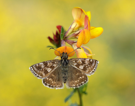 Dingy Skipper Erynnis tages