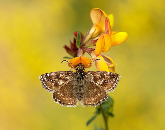 Dingy Skipper Erynnis tages