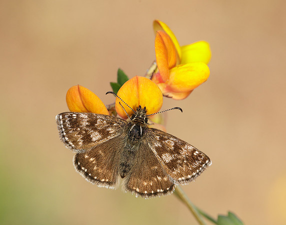 Dingy Skipper Erynnis tages