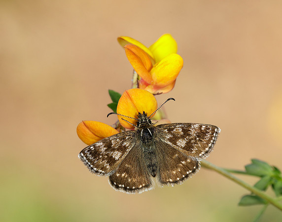 Dingy Skipper Erynnis tages