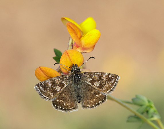 Dingy Skipper Erynnis tages