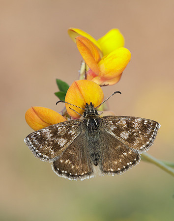 Dingy Skipper Erynnis tages