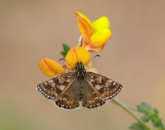 Dingy Skipper Erynnis tages