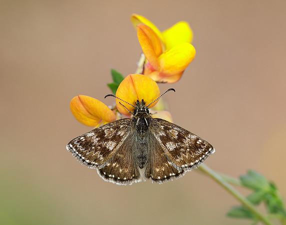 Dingy Skipper Erynnis tages