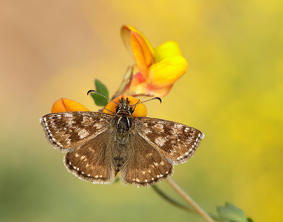Dingy Skipper Erynnis tages