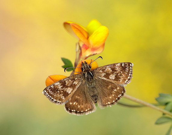 Dingy Skipper Erynnis tages