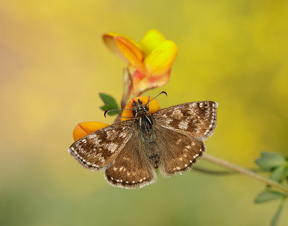 Dingy Skipper Erynnis tages