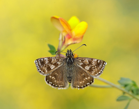 Dingy Skipper Erynnis tages