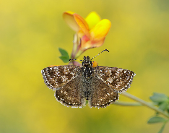Dingy Skipper Erynnis tages