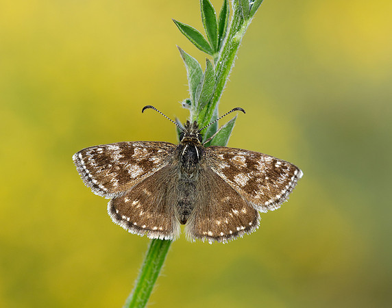 Dingy Skipper Erynnis tages