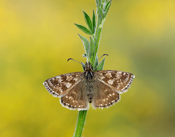 Dingy Skipper Erynnis tages