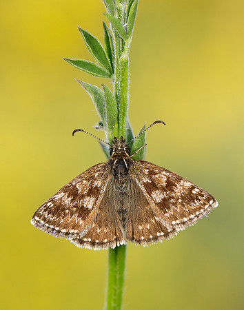 Dingy Skipper Erynnis tages