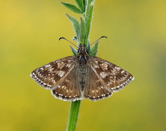 Dingy Skipper Erynnis tages