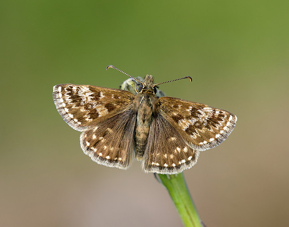 Dingy Skipper Erynnis tages