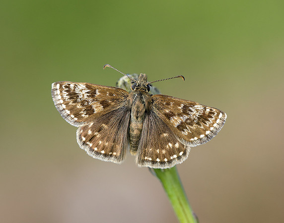 Dingy Skipper Erynnis tages