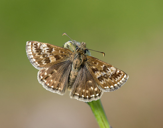Dingy Skipper Erynnis tages