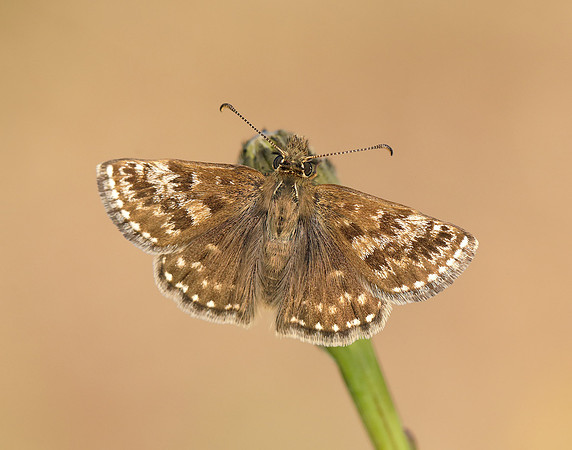 Dingy Skipper Erynnis tages