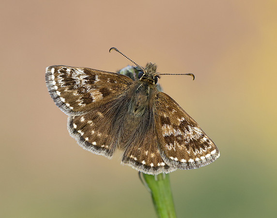 Dingy Skipper Erynnis tages