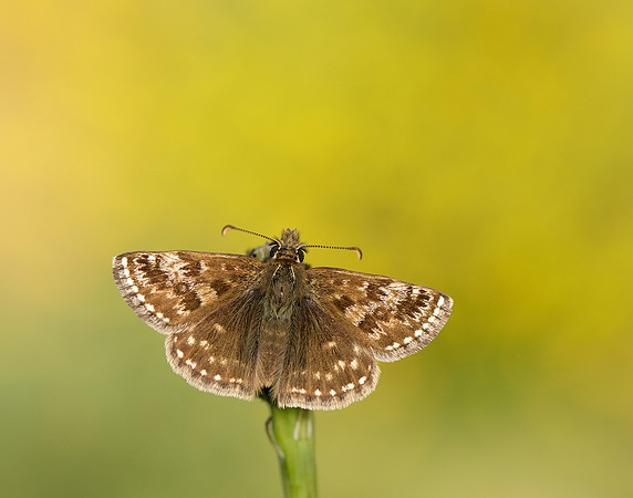 Dingy Skipper Erynnis tages